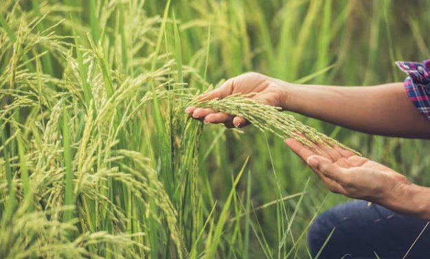 Sanjeevani Agroaid Solutions supporting farmers and sustainable agriculture